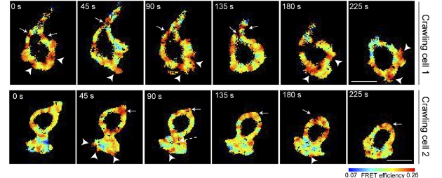 FLIM in migrating T cells