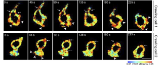 FLIM images of T cells